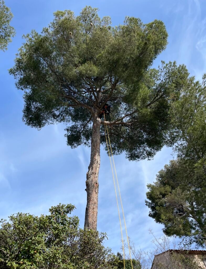 Sur la photo, un élagueur de la société Mon Beau Jardin est équipé d’un harnais de sécurité grimpe dans un pin pour couper les branches mortes ou gênantes, assurant la santé de l’arbre et la sécurité alentour.