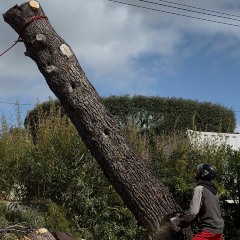 Un élagueur abat un arbre en toute sécurité, en utilisant des équipements professionnels pour couper l’arbre à la base, tout en contrôlant sa chute avec précision.