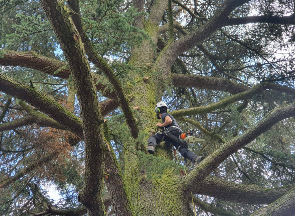 Ceci est l'élagage par un élagueur professionnel taillant les branches d'un arbre à l'aide d'une scie, équipé d'un harnais de sécurité, pour assurer la santé de l'arbre et la sécurité des environs.